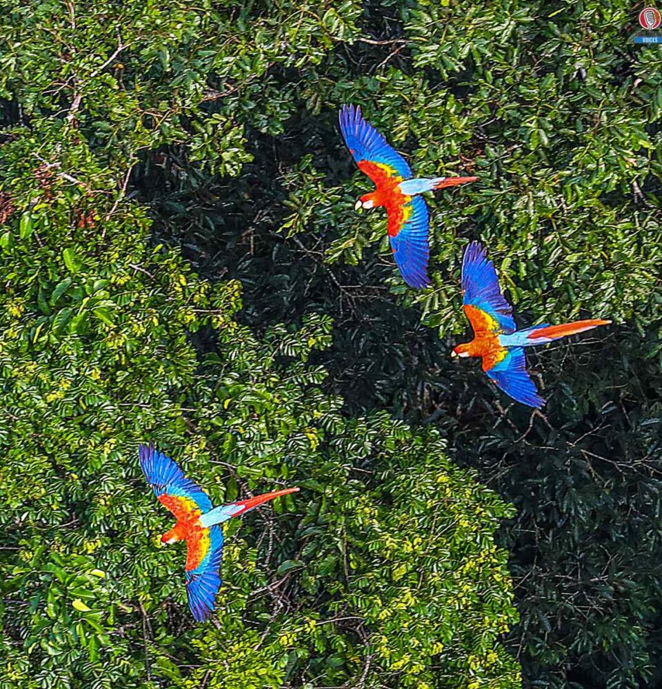 COP30 outcomes featured image with parrots flying above the Amazon