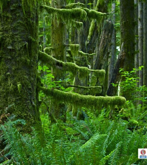 Forest Behind The Timber