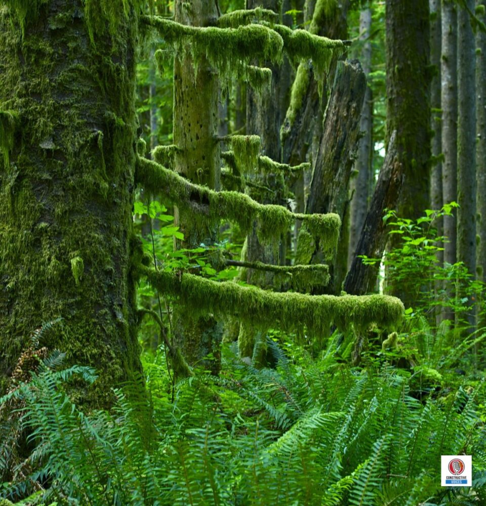 The Forest Behind The Timber: Paul Koberstein On Old Growth, Wildfire & Why How We Build Matters 65 Forest Behind The Timber