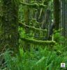 Forest Behind The Timber