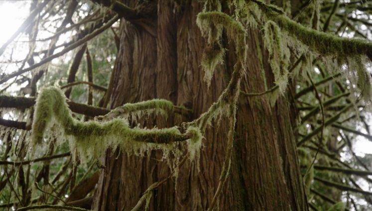Pacific Northwest forest tree