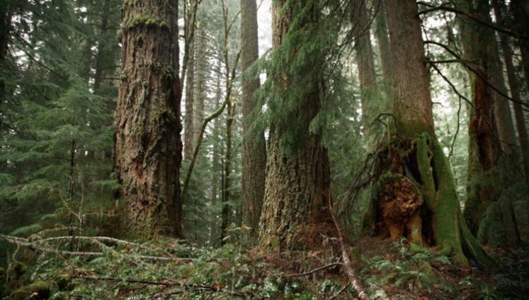 Pacific Northwest forest