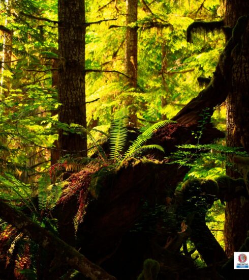 oldest forests pacific northwest usa rainforest
