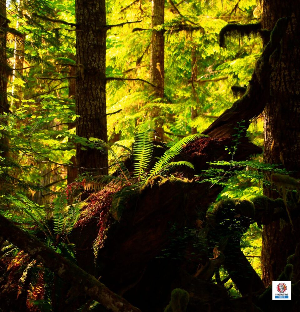 The Case for Old Growth: Why the Oldest Forests Are Our Best Climate Defence 65 oldest forests pacific northwest usa rainforest