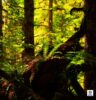 oldest forests pacific northwest usa rainforest