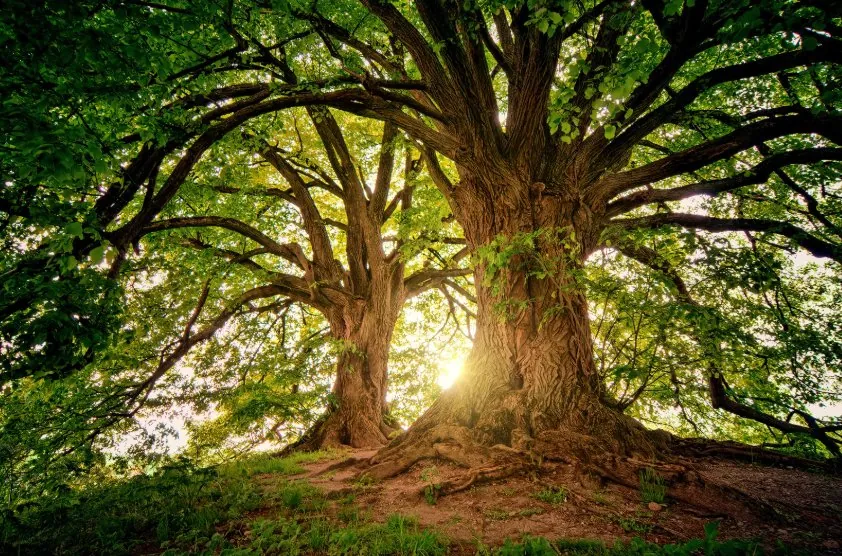 Trees as lungs