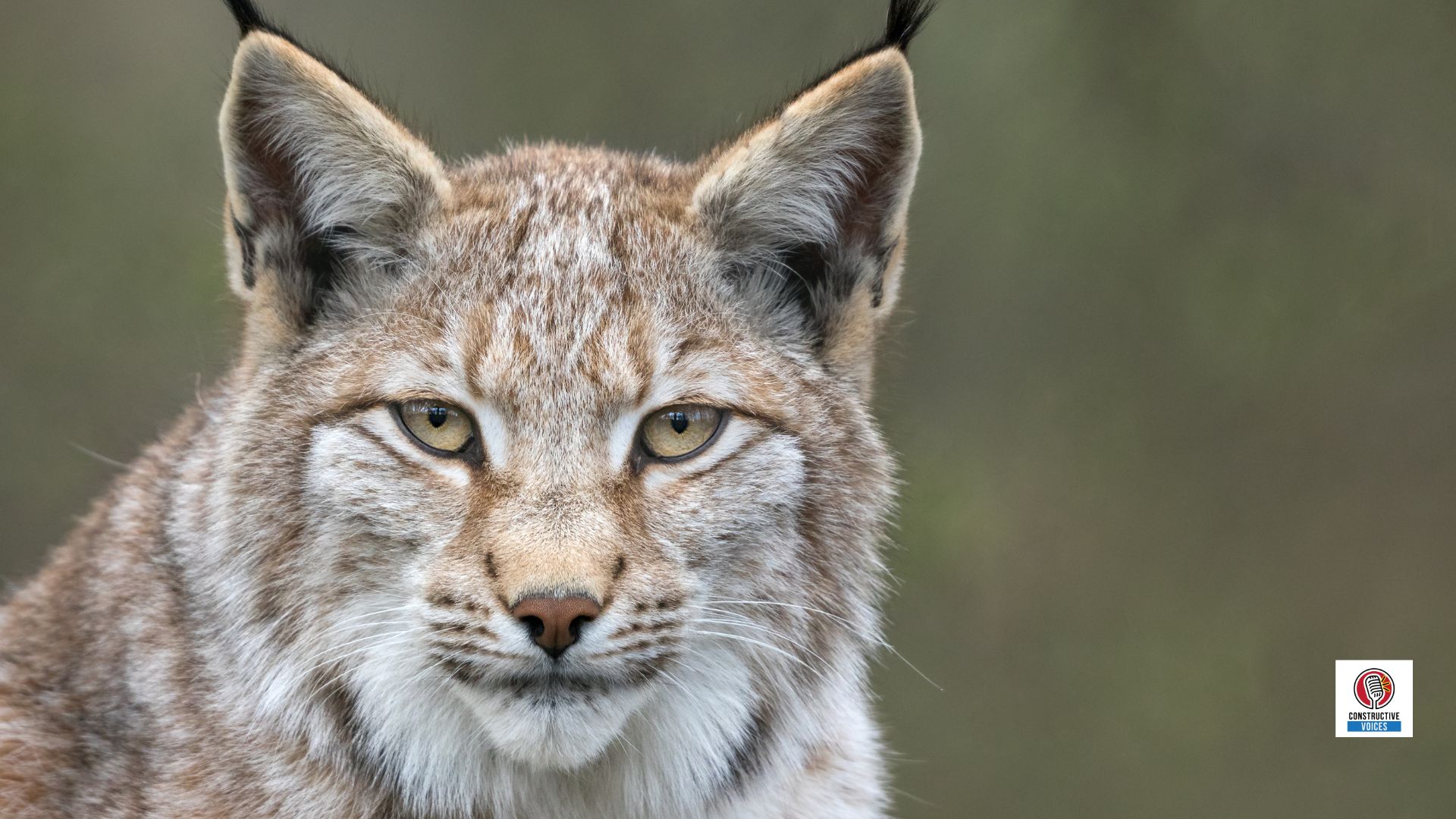 Endangered wildlife in Albania
